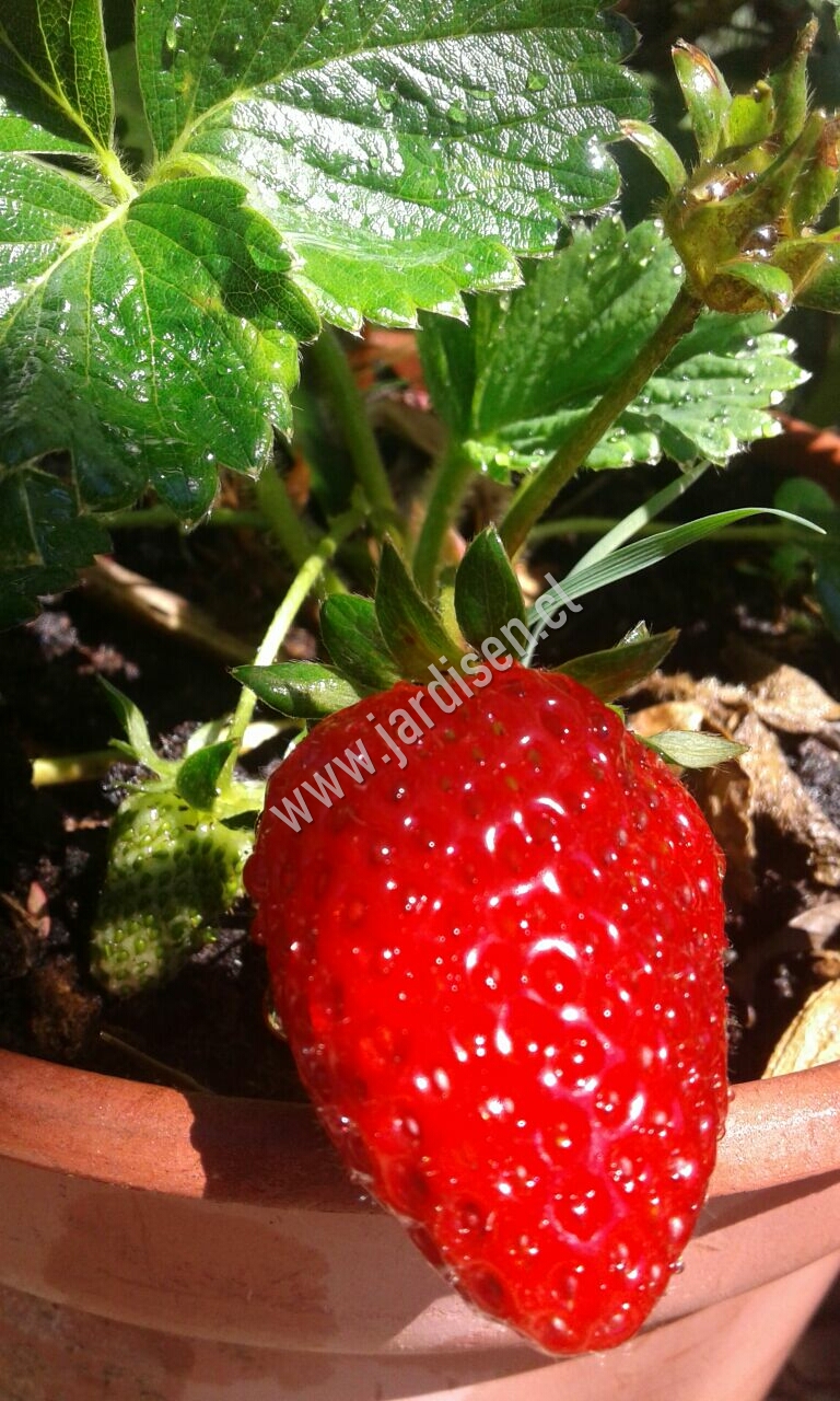 frutillas